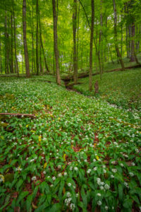 Europe, Germany, Bavaria, Aschau am Inn, Wild Garlic Field in Forest, Europe, Germany, Bavaria, Aschau am Inn, Wild Garlic Field in Forest,